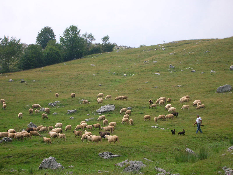 Sheep in Dobra Voda.